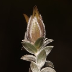 Amphithalea tomentosa