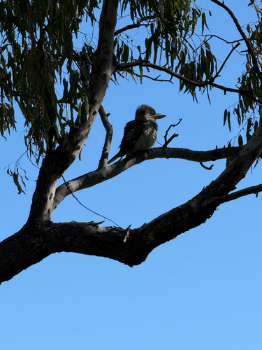 Blue-winged Kookaburra