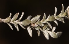 Amphithalea tomentosa