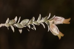 Amphithalea tomentosa