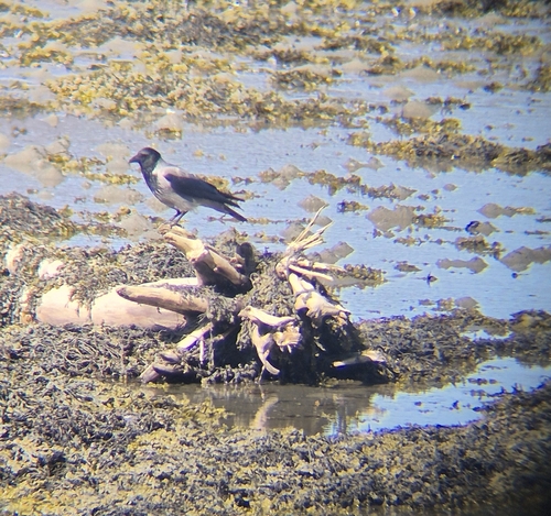 Hooded Crow