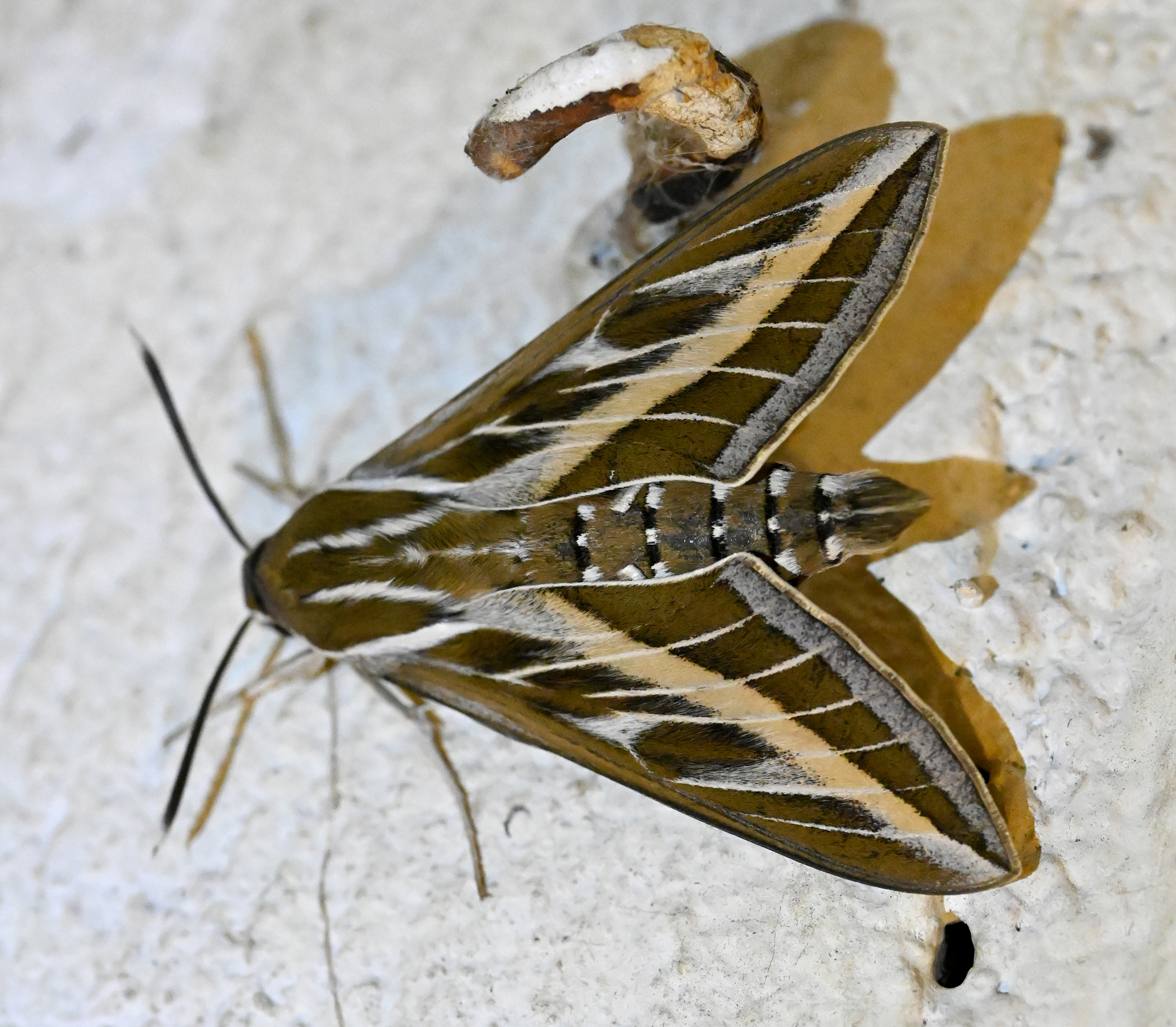 Hyles livornica