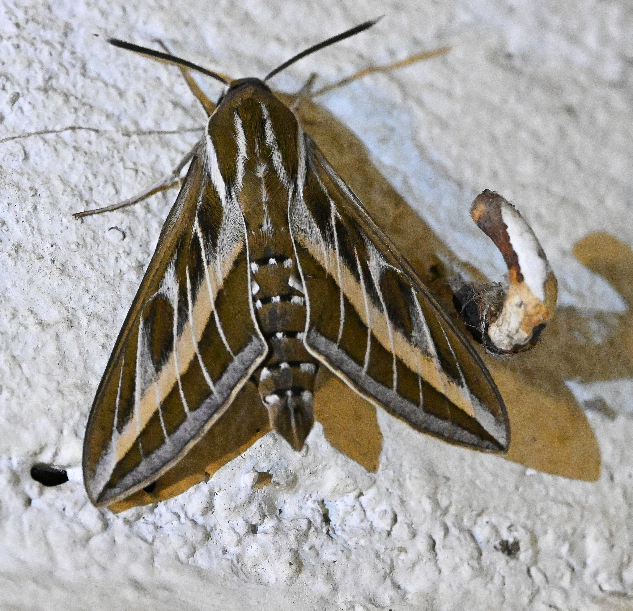 標本 Hyles tatsienluica from Nepal Hyles livornica
