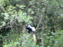 Colobus caudatus