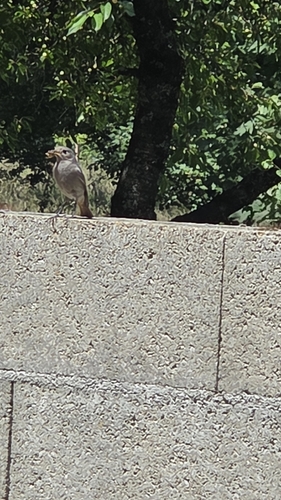 Black Redstart