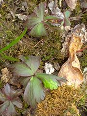 Anemonoides quinquefolia