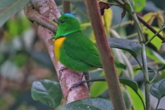 Chlorophonia occipitalis