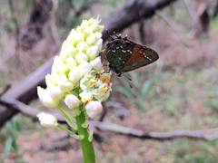 Callophrys gryneus castalis