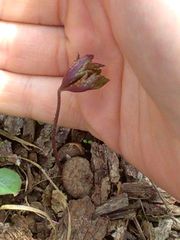 Anemonoides quinquefolia