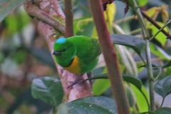 Chlorophonia occipitalis