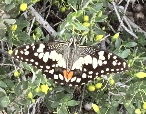 Lime Swallowtail
