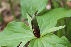 Trillium viridescens