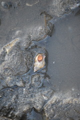 Urosalpinx cinerea image
