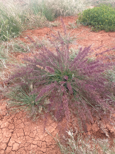 Eragrostis tenellula observed 2026-05-22