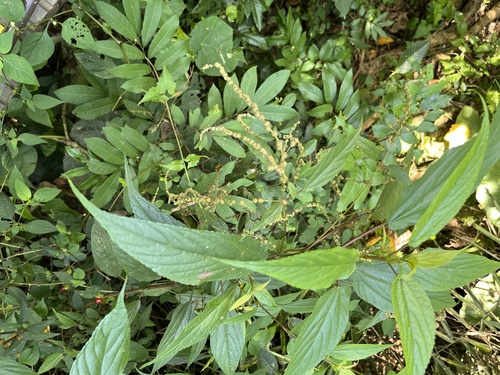 Boehmeria zollingeriana, photograph 6