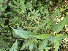 Boehmeria zollingeriana, photograph (c) 謝麗霦, some rights reserved (CC BY)