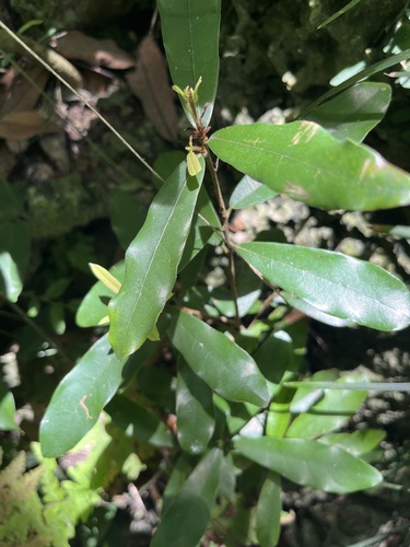 Litsea hypophaea, photograph 3