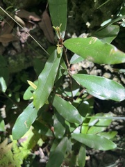 Litsea hypophaea, photograph (c) 謝麗霦, some rights reserved (CC BY)