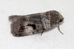 Thoracolopha flexirena