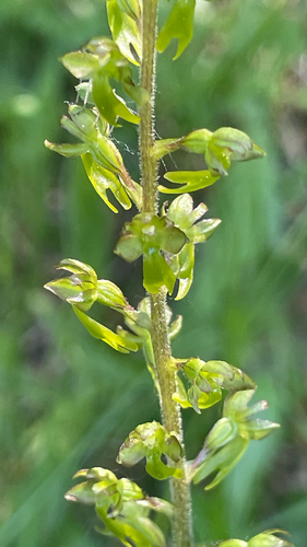 Neottia ovata