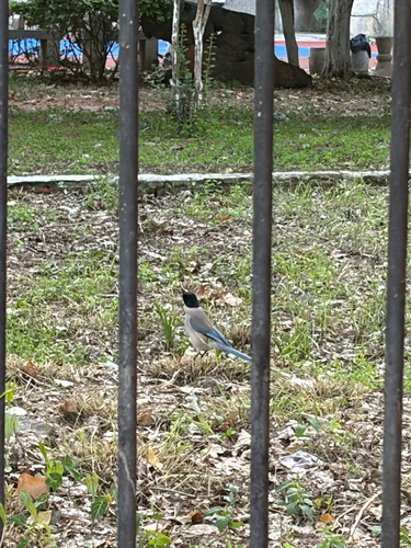Azure-winged Magpie