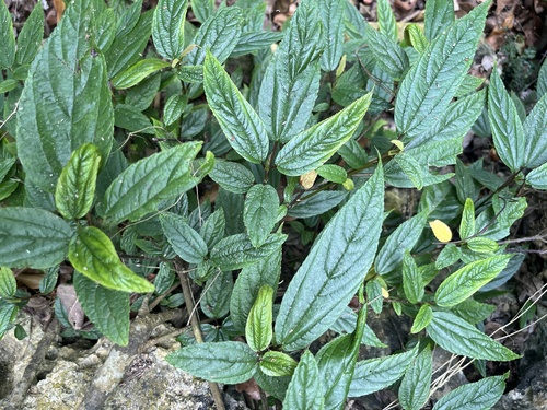 Boehmeria zollingeriana, photograph 5