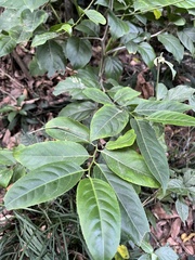 Casearia glomerata, photograph (c) 謝麗霦, some rights reserved (CC BY)
