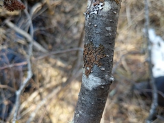 Melanohalea septentrionalis