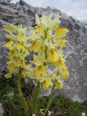 Orchis pauciflora
