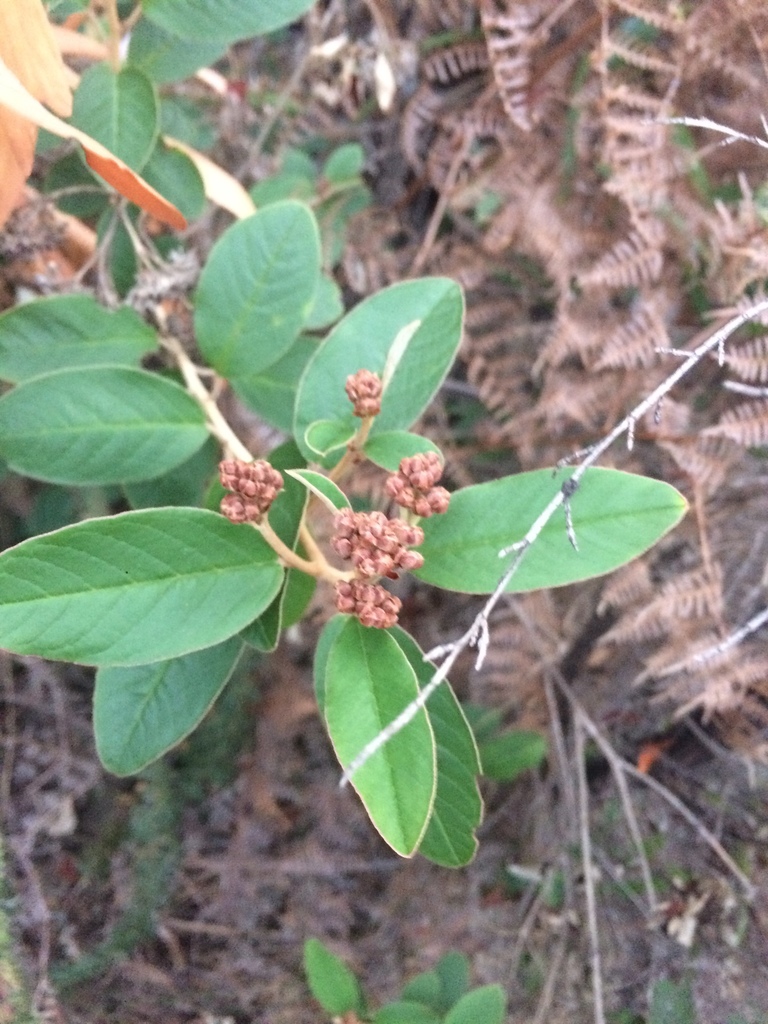 Kumarahou from Helvetia Drive, Browns Bay, Auckland, NZ on March 14