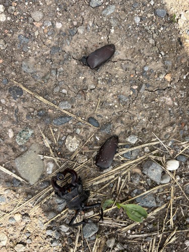 Lucanus cervus