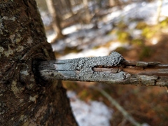 Lepra trachythallina