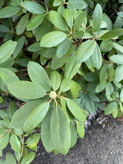 Rhododendron catawbiense
