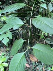 Deeringia polysperma, photograph (c) 謝麗霦, some rights reserved (CC BY)