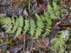 Dryopteris × boottii