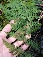 Dryopteris × boottii