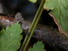 Dryopteris × boottii