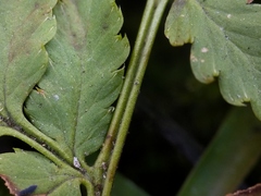 Dryopteris × boottii