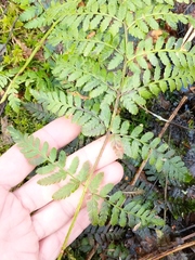 Dryopteris × boottii
