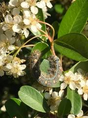 Malacosoma disstria