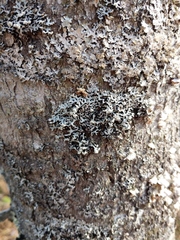 Hypogymnia incurvoides