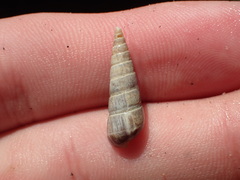 Longchaeus adamsii