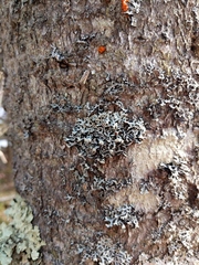 Hypogymnia incurvoides