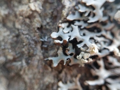 Hypogymnia incurvoides