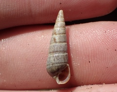 Longchaeus adamsii