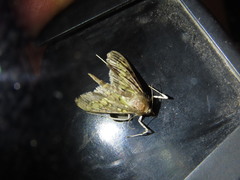 Diacme elealis