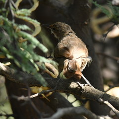 Tarphonomus certhioides
