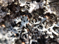 Hypogymnia incurvoides