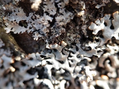 Hypogymnia incurvoides