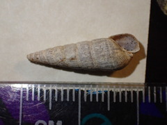 Longchaeus adamsii